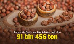 Samsun’da fındık rekoltesi tahmini belli oldu: 91 bin 456 ton