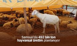 Samsun’da 492 bin ton hayvansal üretim planlanıyor