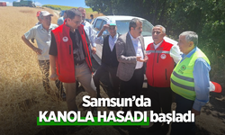 samsun'da Kanola hasadı başladı