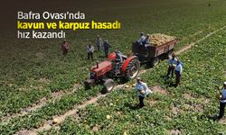 Bafra Ovası’nda kavun ve karpuz hasadı hız kazandı
