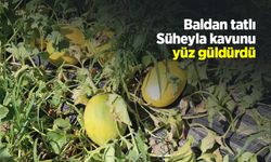 Baldan tatlı Süheyla kavunu yüz güldürdü