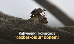 Kahverengi kokarcada ‘cezbet-öldür’ dönemi