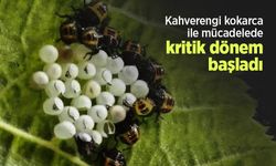 Kahverengi kokarca ile mücadelede kritik dönem başladı