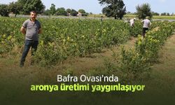 Bafra Ovası’nda aronya üretimi yaygınlaşıyor