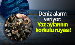 Deniz alarm veriyor: Yaz aylarının korkulu rüyası!