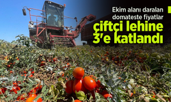 Ekim alanı daralan domateste fiyatlar çiftçi lehine 3'e katlandı.