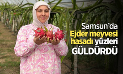 Samsun’da Ejder meyvesi hasadı yüzleri güldürdü