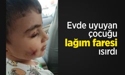 Evde uyuyan çocuğu lağım faresi ısırdı
