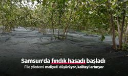 Samsun'da fındık hasadı başladı: File yöntemi maliyeti düşürüyor, kaliteyi artırıyor