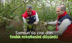 Samsun'da zirai don, fındık rekoltesini düşürdü