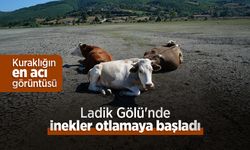Kuraklığın en acı görüntüsü: Ladik Gölü'nde inekler otlamaya başladı