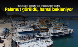 Karadeniz'de balıkçılar yeni av sezonundan umutlu: Palamut görüldü, hamsi bekleniyor.