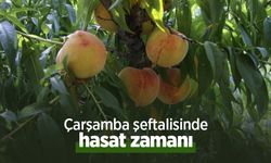 Çarşamba şeftalisinde hasat zamanı