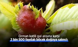 Orman katili gal arısına karşı 2 bin 500 faydalı böcek doğaya salındı