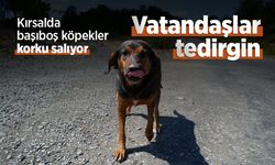 Kırsalda başıboş köpekler korku salıyor: Vatandaşlar tedirgin