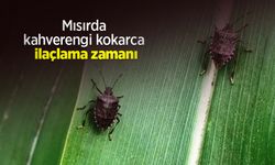 Mısırda kahverengi kokarca ilaçlama zamanı