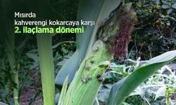Mısırda kahverengi kokarcaya karşı 2. ilaçlama dönemi