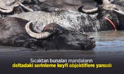 Sıcaktan bunalan mandaların deltadaki serinleme keyfi objektiflere yansıdı