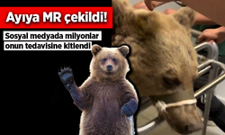 Ayıya MR çekildi: Sosyal medyada milyonlar onun tedavisine kitlendi