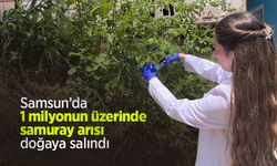 Samsun’da 1 milyonun üzerinde samuray arısı doğaya salındı