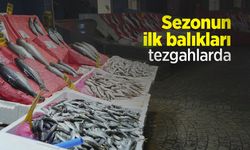 Sezonun ilk balıkları tezgahlarda