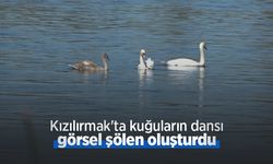 Kızılırmak'ta kuğuların dansı görsel şölen oluşturdu