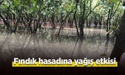 Fındık hasadına yağış etkisi!