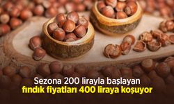 Sezona 200 lirayla başlayan fındık fiyatları 400 liraya koşuyor