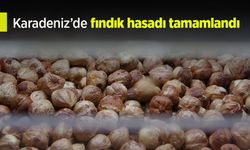 Karadeniz'de fındık hasadı tamamlandı!