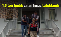 1,5 Ton Fındık Çalan Hırsız Tutuklandı!