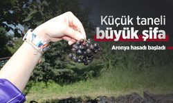 Küçük taneli büyük şifa: Aronya hasadı başladı