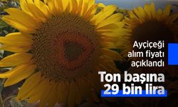 Ayçiçeği alım fiyatı açıklandı: Ton başına 29 bin lira