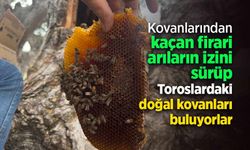 Kovanlarından kaçan firari arıların izini sürüp Toroslardaki doğal kovanları buluyorlar.