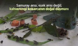 Samuray arısı, eşek arısı değil; kahverengi kokarcanın doğal düşmanı