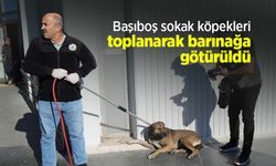Başıboş sokak köpekleri toplanarak barınağa götürüldü