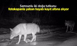 Samsunlu iki doğa tutkunu fotokapanla yaban hayatı kayıt altına alıyor