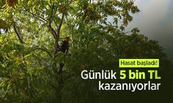 Hasat başladı! Günlük 5 bin TL kazanıyorlar