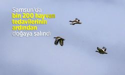 Samsun'da bin 200 hayvan tedavilerinin ardından doğaya salındı