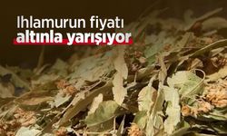 Ihlamurun fiyatı altınla yarışıyor
