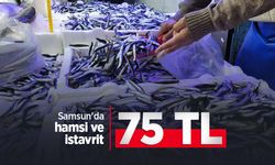 Samsun'da hamsi ve istavrit 75 TL