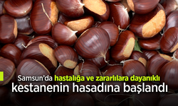 Samsun'da hastalığa ve zararlılara dayanıklı kestanenin hasadına başlandı.