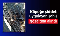 Köpeğe şiddet uygulayan şahıs gözaltına alındı