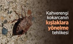 Kahverengi kokarcanın kışlaklara yönelme tehlikesi