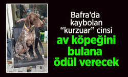 Bafra'da kaybolan "kurzuar"cinsi av köpeğini bulana ödül verecek.