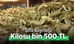 Şifa kaynağı kilosu bin 500 TL