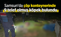 Samsun'da çöp konteynerinde 9 telef olmuş köpek bulundu.
