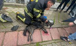 Yangında 2 köpekten biri öldü, diğeri kalp masajıyla yaşama döndürüldü