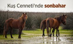 Kuş Cenneti'nde sonbahar