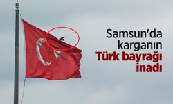 Samsun'da karganın Türk bayrağı inadı