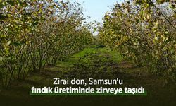 Zirai don, Samsun'u fındık üretiminde zirveye taşıdı